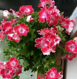 適合新手種植的6種花，性價比高長勢旺，是陽台盆栽