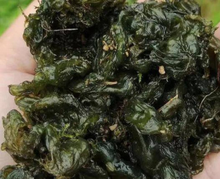 這菜賣到80一斤，識貨的出門就能撿！鐵是菠菜10倍，炒雞蛋嘎嘎香