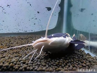 為什麼觀賞魚的眼睛會無緣無故沒了？還是因為混養不當的緣故