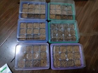 看好了，仙客來長出這玩意，摘下來就能種！