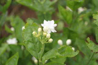 學會了澆水只是入了栽養茉莉的門！_修剪
