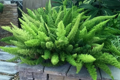 狐尾天門冬黃葉長勢差？教你幾個小妙招，根壯葉綠生機勃勃