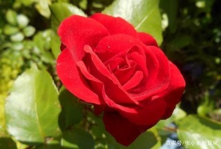 快的十天，四個星座大爆發，桃花運非常好，愛情是甜蜜和幸福的