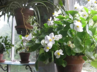 家裏的4種生活廢水，處理一下用來養花，比花肥好使，啥花都喜歡