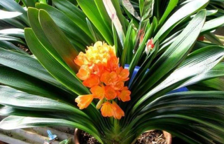 夏天君子蘭擺放位置是“關鍵”，滿足3個條件，安全度夏早開花_長勢_植株_散光