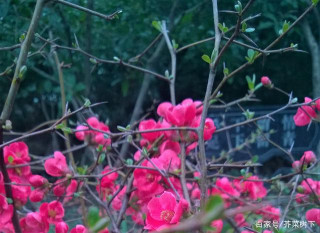 職場泡泡糖之：拖字訣