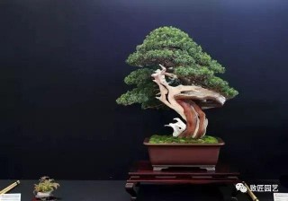 先中盆景「毒」，再入盆景「坑」