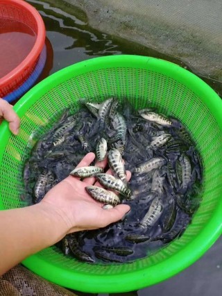 美麗觀賞魚，遊出致富路！