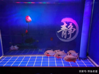 如果魚缸內長期大量供氧，有的觀賞魚耐缺氧能力就會很差