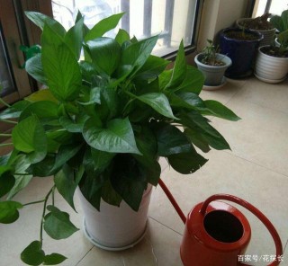 雞蛋殼不要扔，用於盆栽養殖！垃圾也能變成人見人愛的養花寶
