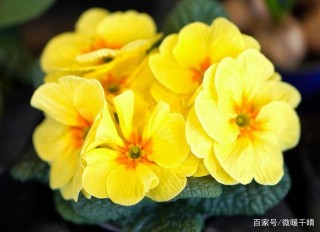 11月中旬，這4大星座要好好把握愛情，與真愛共度餘生，矢志不渝