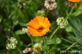 記憶力差，容易健忘的星座，與他們相愛需要多花點心