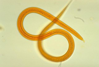 西伯利亞凍土層中，發現4.2萬年前生物，專家：已成功“複活”