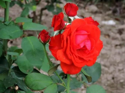 分享6種適合新手的月季，皮實好養開花豔，陽台開成小花園