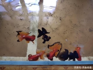 遠途網購觀賞魚，是可以要求商家如此去做的，能夠減少死亡率