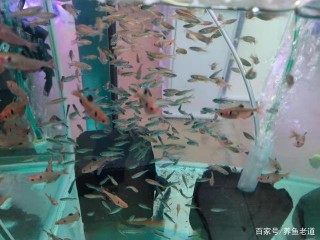 外出旅遊也好，閑賦在家也罷，飼養觀賞魚還是常備下述物品為佳