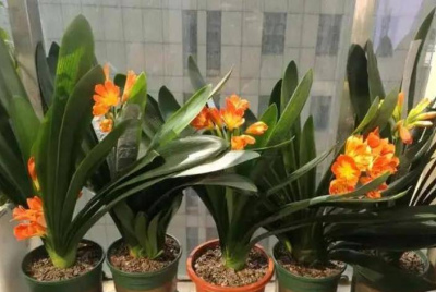 3種常見的東西，用來養花土壤疏松肥沃，不花一分錢，花花長得旺