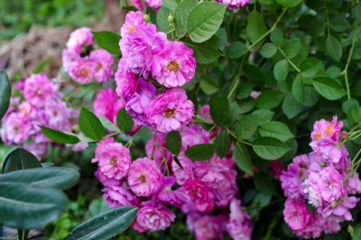 3種經典的月季花，每一種都是“開花機器”，一年到頭花開不停歇