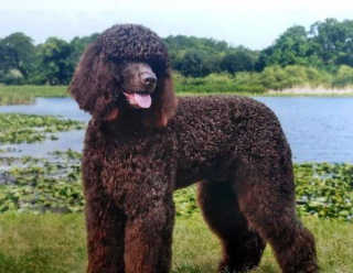 愛爾蘭水獵犬的詳細資料