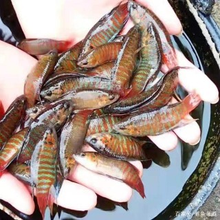 鬥魚能不能和其他觀賞魚混養，比如鰟鮍魚，或者小型熱帶魚？