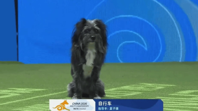 中國犬敏捷賽圓滿閉幕！來看看今年有哪些亮眼小狗吧！_比賽_毛孩子_主人