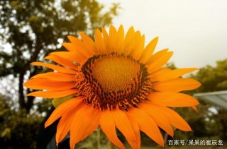 3月份，紅鸞星動，桃花盛開，真愛在眼前，有情人終成眷屬的4星座