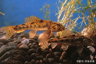 原生魚的新寵，小型冷水清道夫魚，可以清潔魚缸嗎？