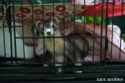 孔雀、蜘蛛、蛇……帶你走進靜謐大自然！領略動物世