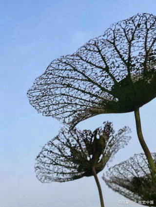 「原創薦讀」職場舍與離｜落花落葉心脈生