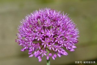 十月萬事如意，愛情進門，四星座不再寂寞，愛情更幸福