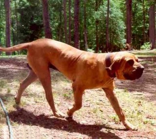 混血的非勒犬，天生的門神，兇猛野性的追蹤獵犬