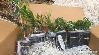 在網上購買盆栽植物避坑指南，你有沒有中招，想養好花就別貪便宜