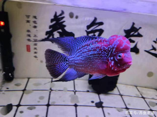 羅漢魚體色發暗、地圖魚狀態不佳、狗頭魚體表黑斑，是有病嗎？