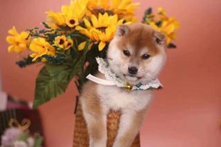 一只柴犬多少q？一千能入手到嗎？