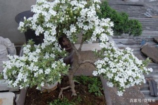 作為植物殺手，卻不想對花草說：拜拜？盆栽養花當注意此5點