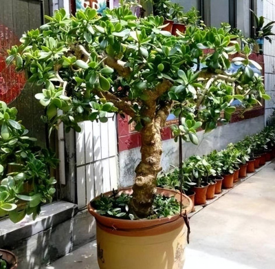 陽台再小也要種5種樹，大氣美觀吉祥又喜慶，隨便一養狀態好