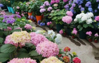 夏天養花想要安全度夏，“3多3忌”是關鍵，學會了新手也能養好