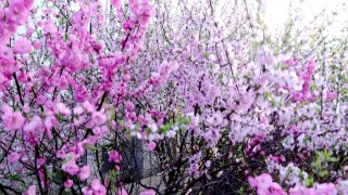 太美，我縣的「十里花海」