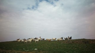 蘇尼特草原上的旅遊“羊”關大道
