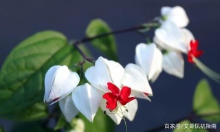 熟人在他們喜歡的人面前就像小貓咪星座