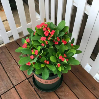 被老花匠拉入“黑名單”的4種花，夏天耍賴愛黑腐，新手慎養