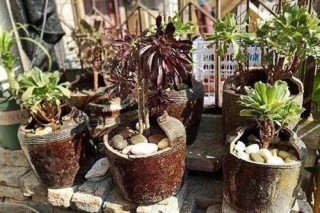 為什麼在田間隨便挖一個水塘，經過一段時間，會自然生出魚？