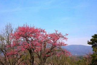 南京旅遊新玩法：到梅花山景區，感受“天下第一梅山”魅力