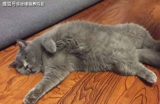 藍貓是不是都這幅“德行”？只讓摸不讓抱，急了還跟鏟屎官打架