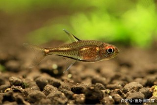 一年只給觀賞魚換一兩次水，靠譜嗎？少數人沒問題不代表你也可以