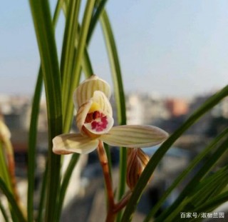 蘭花娛樂欣賞，蓮瓣蘭趙氏梅，世紀九十年代雲南大理點蒼山發現