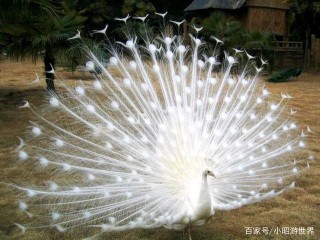 為何孔雀會進化出毫無用處的尾巴，生物學家表示：都是為了交配