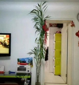 富貴竹越長越像「燒火棍」，葉子少、還發黃，教你3招解決