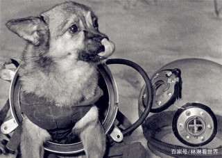 63年前，蘇聯曾將一只三歲小狗送入太空，現在仍在地球軌道流浪