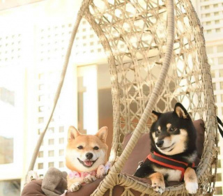 柴犬妹來家作客, 非要坐柴犬哥的搖椅, 沒成想, 竟然被狠狠的嫌棄了